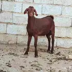 تيس أجم مشروع فحل ويصلح ذبح