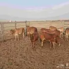 عجول بلدي اناثي شي فاخر