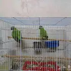 جوز بغبغاء السنغالي