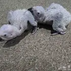 متاح فرخين كاسكو