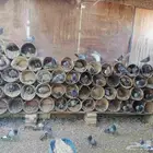 حمام زاجل