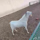 تيس بيشي صنف الصنف مشروط
