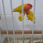 زوج روز منتج