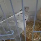 زوج يمام نادر جداا دبل كرست لون ابيض على ازرق فاتح على رصاصي