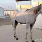 فرس شعبية