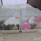 همستر عدد 4 زوجين كل زوج في قفز