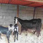 عنز عارضيه يتبعها اثنين تيوس لباني