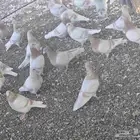 حمام كريم منتج ومتوالف مش عدد حول200جوز