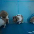 همسترات للبيع