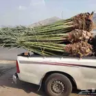 نخل للبيع مثمرة جميع الأنواع متوفره