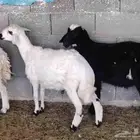 عدد اثنين طليان عمر خمسه شهور ورخل عمر خمسه شهور