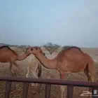 للبيع قعدان