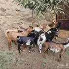 تيو س جنوبيه