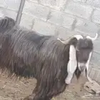 تيس فحل للبيع الدلم الخالديه