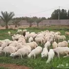 رخال بلدي