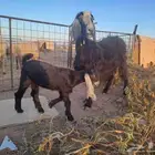 عنز تامه