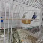 جوز روز للانتاج