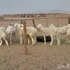 غنم مضريع