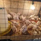 صوص سمان تكساس