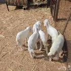 بهم دواغير حري تربيه