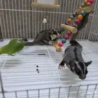 للبيع سنجاب طائر زوجين مع اول انتاج لهم