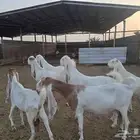 ماعز حجازي العدد 6 روس منية القناي