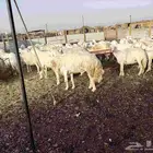 غنم حريات