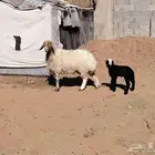 نعيميه السن ثنيه كاسره رباع حدرها رخل عمره 15 يوم