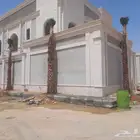 نخل زينه نخيل واشنطني زينه ابو مروحه نحيف وسط عريض جميع