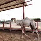 بسم الله ما شاء الله