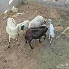 3 ضان مناتيج يتبعه 2 رخيل 1 وفريد جنوب ابوعريش