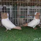 سوداني امريكي