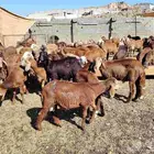 طليان سواكني حمري الصحة شرط