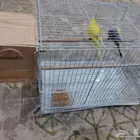 عصافير للبيع بمستلزماتها