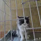 قطط للتبني