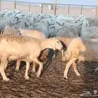 جنب دفيع ومضاريع طيبه عددها 150راس