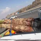 نخل واشنطن ابومروحه
