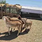 سواكن ضحايا جذعان