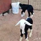 دواقير نجد العدد 2 خرفان عمارهن 25 يوم تيوس 3 جفره 2 عمارهن