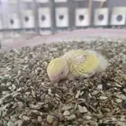 فرخ روز لاتينو ريد فيس للبيع(تم البيع)