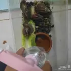 حلزونات افريقيه أحجام جامبو ولسا بتكبر وتصير قد الكف للبشره