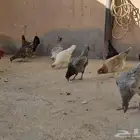 دجاج بلدي بياض