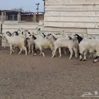 جفار مصريات العدد 22