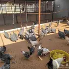 مجموعة دجاج بلدي ودجاج فيومي ودجاج حبشي وزوج بط