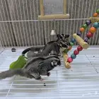 للبيع سنجاب طائر