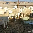 غنم حريات طيبه العدد 38راس دفيع ومضاريع