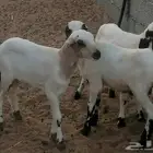 فران يلدي تربية