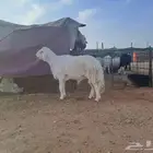 فحل للبيع