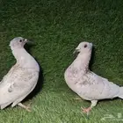 حمام زاجل رديوس نوادر