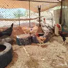 السلام عليكم دجاج بكستني وديك فارسي وديك أثنى بكستني